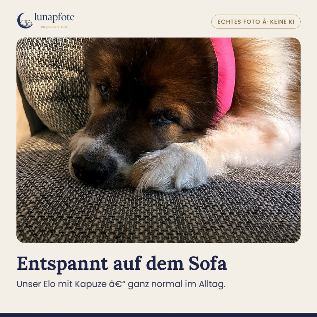 Echtes Foto: unser Elo mit Kapuze entspannt auf dem Sofa