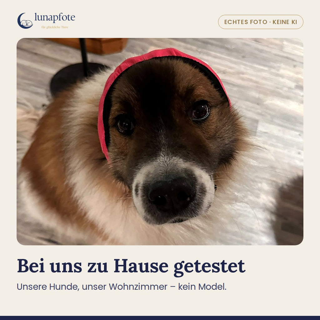 Echtes Foto: unser Hund mit der Lunapfote-Kapuze in Rosenrot, von vorne