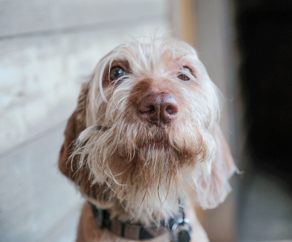 Hand streichelt einen Hund (Foto: Pexels)