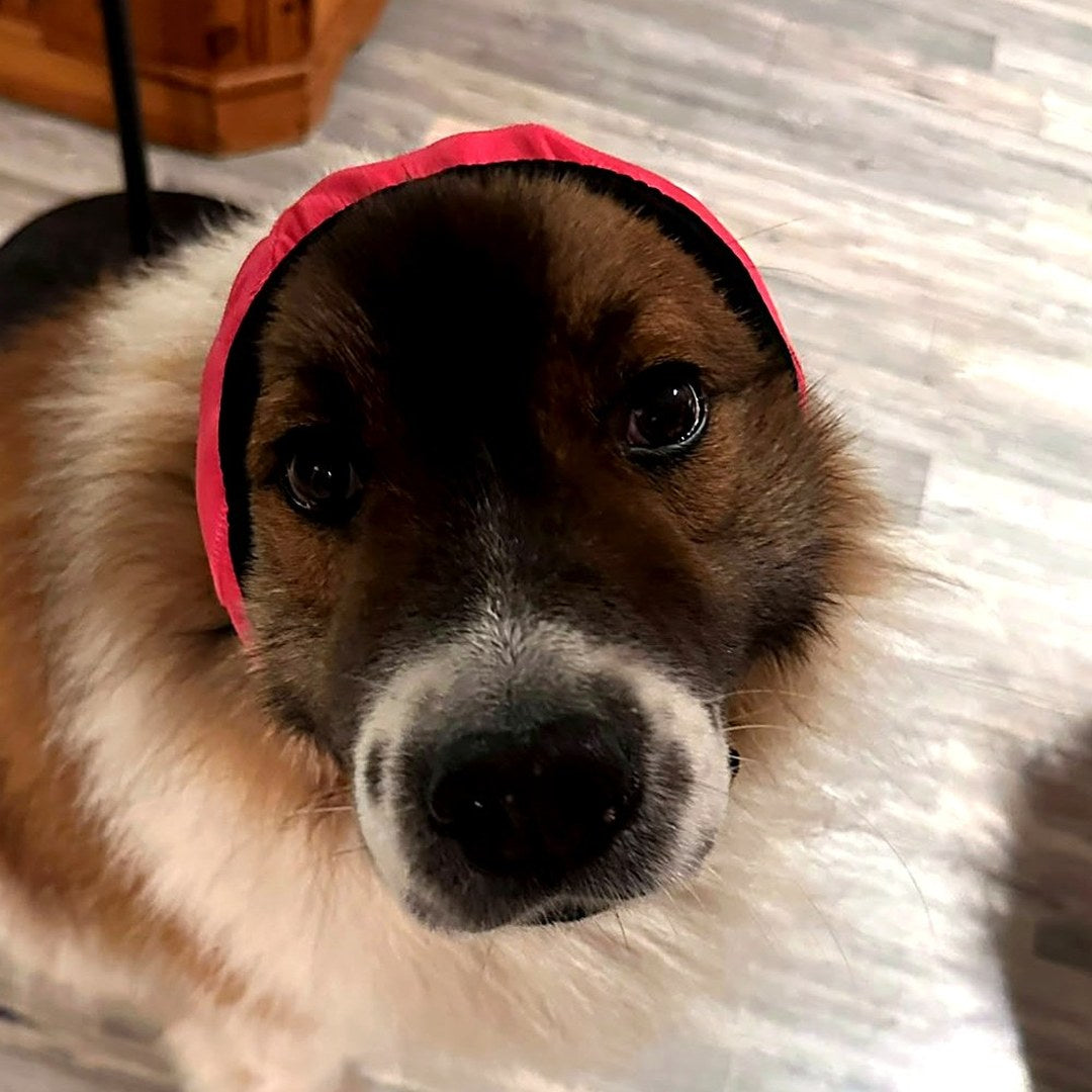 Hund mit der gepolsterten Silvester-Kapuze